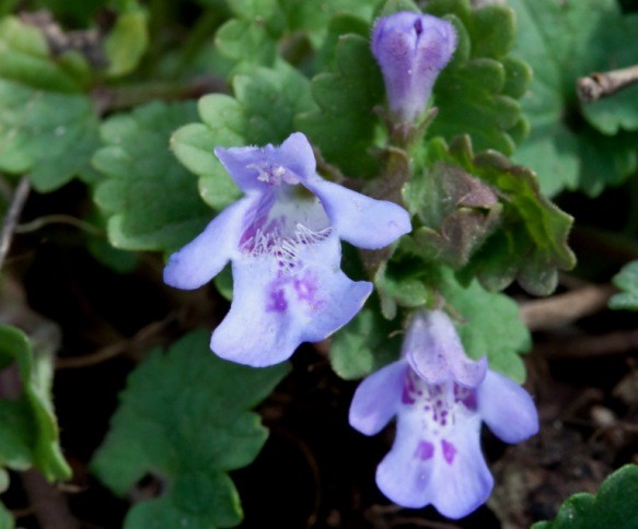 Розхідник звичайний