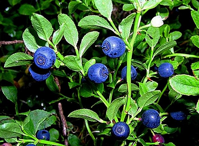 Чорниця звичайна