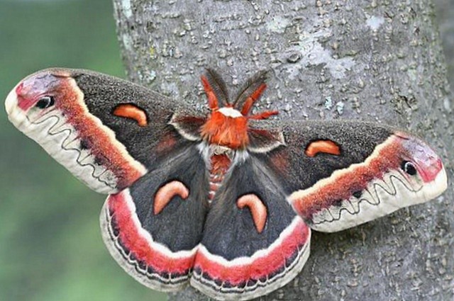 Цекропія (Hyalophora Cecropia)