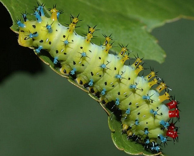 Цекропія (Hyalophora Cecropia)