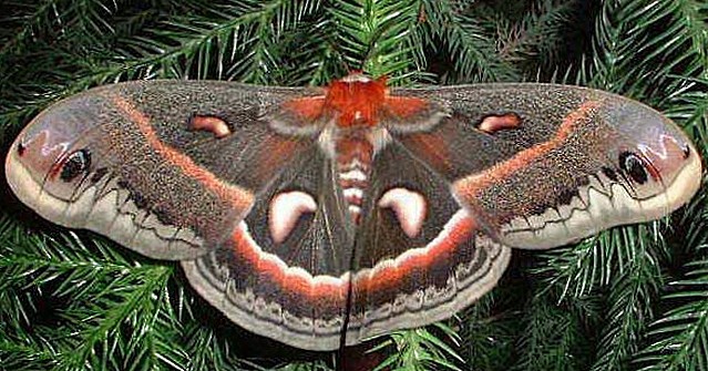 Цекропія (Hyalophora Cecropia)