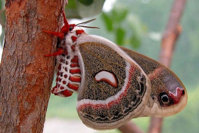 Цекропія (Hyalophora Cecropia)