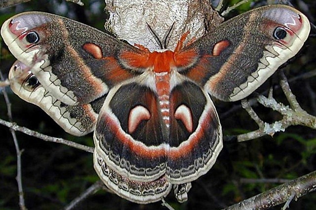 Цекропія (Hyalophora Cecropia)