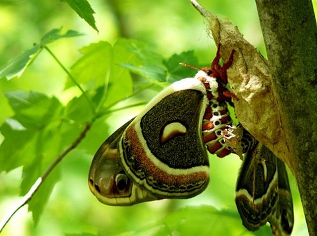 Цекропія (Hyalophora Cecropia)