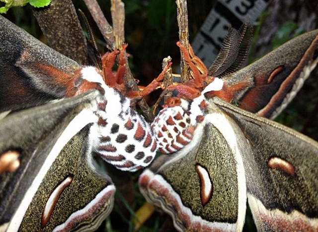 Цекропія (Hyalophora Cecropia)