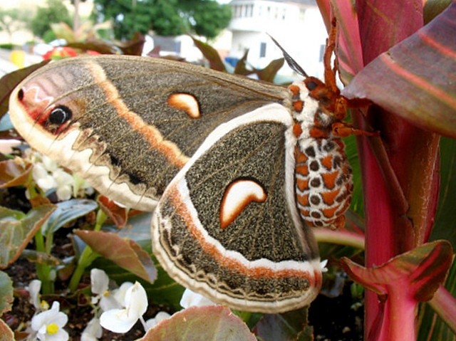 Цекропія (Hyalophora Cecropia)