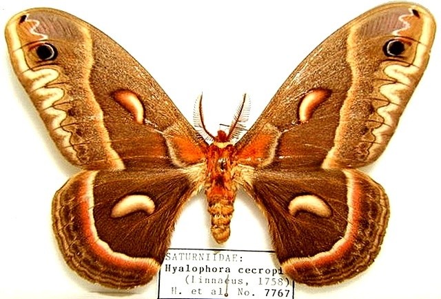 Цекропія (Hyalophora Cecropia)