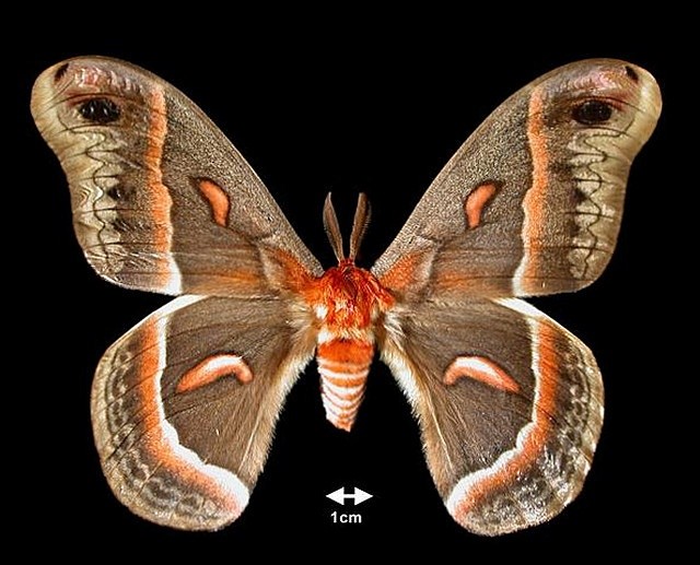 Цекропія (Hyalophora Cecropia)