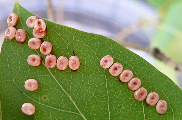 Цекропія (Hyalophora Cecropia)