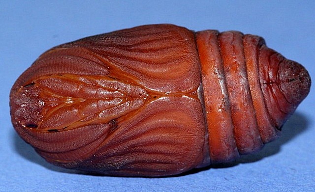 Цекропія (Hyalophora Cecropia)