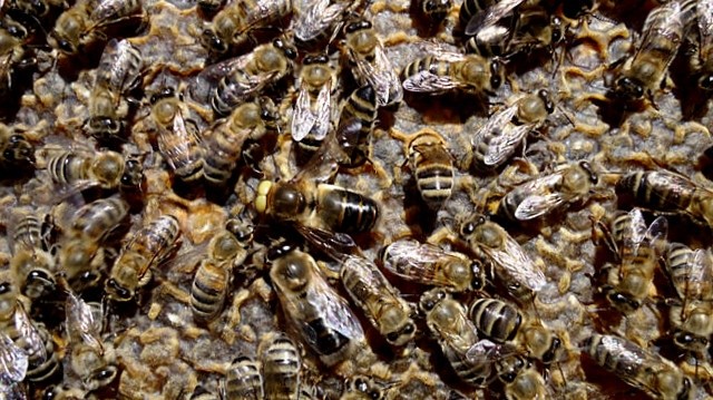 Трутень (Apidae sociales)