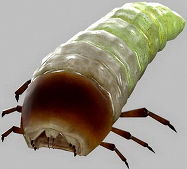 Трутень (Apidae sociales)