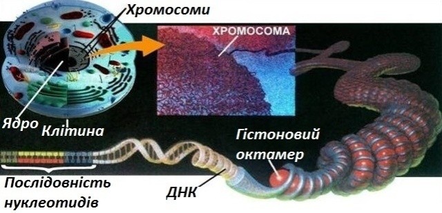 Теорія «Хвильового геному»