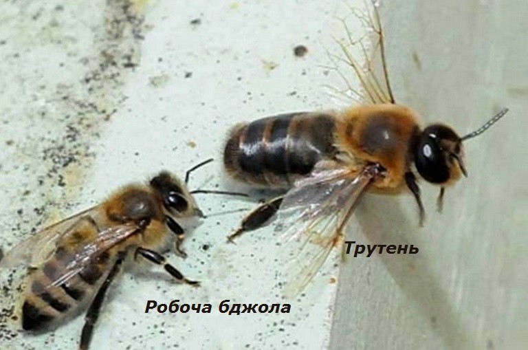 Трутень (Apidae sociales)