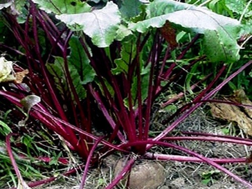 Буряк звичайний