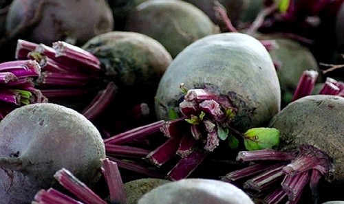 Буряк звичайний