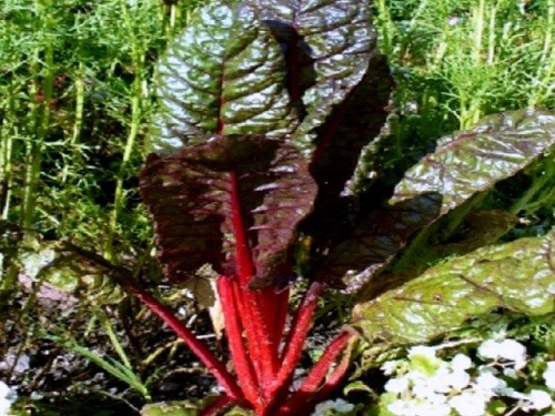 Буряк звичайний