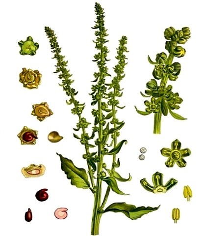 Буряк звичайний