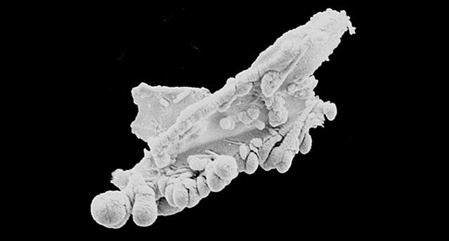 Виявлення в стратосфері Землі