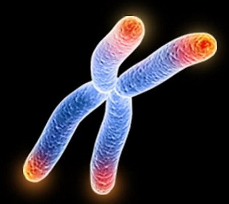 Теломера - показник старіння