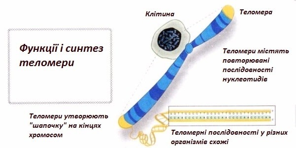 Теломераза