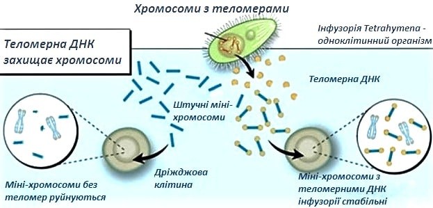 Теломераза