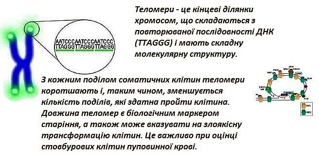 Теломераза