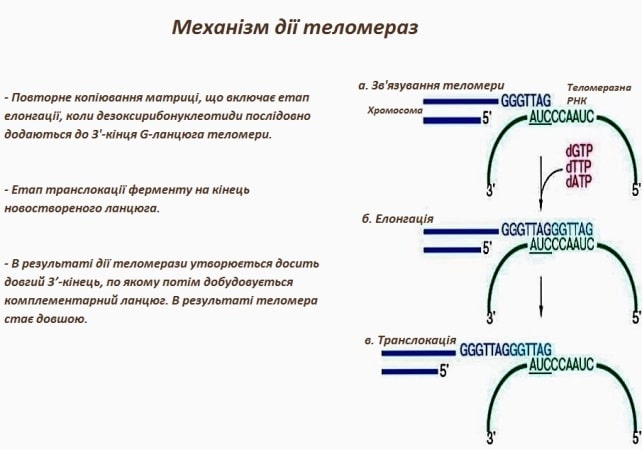 Теломераза