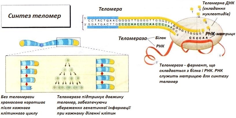 Теломераза