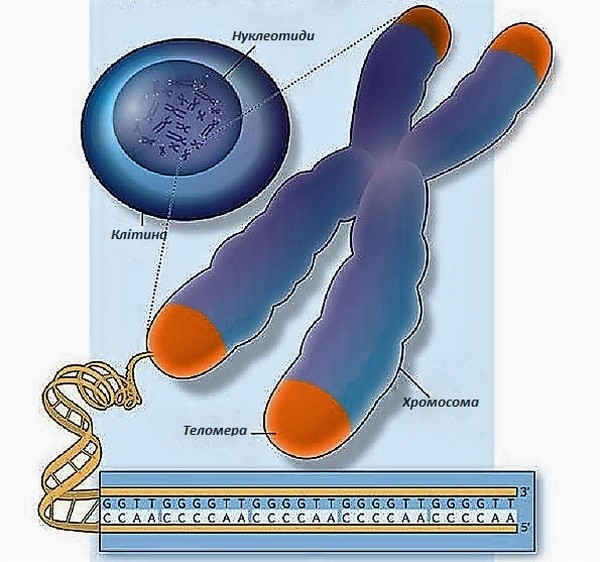 Теломераза
