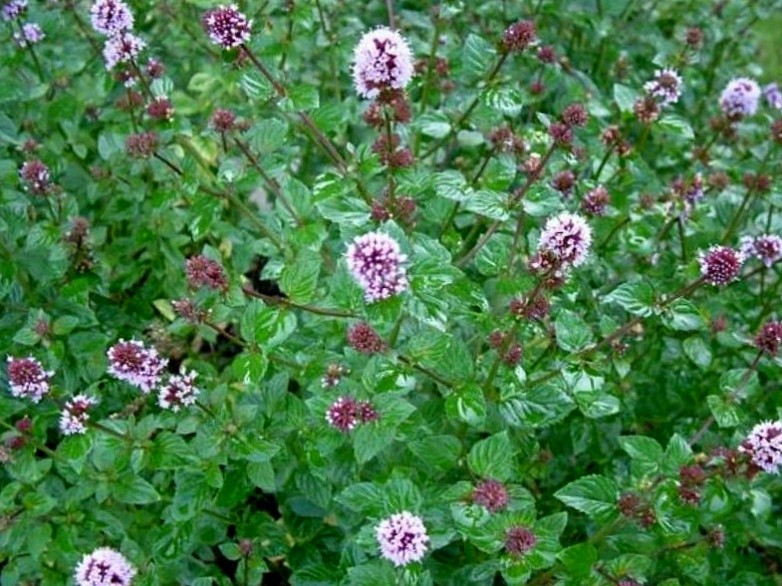 М'ята перцева