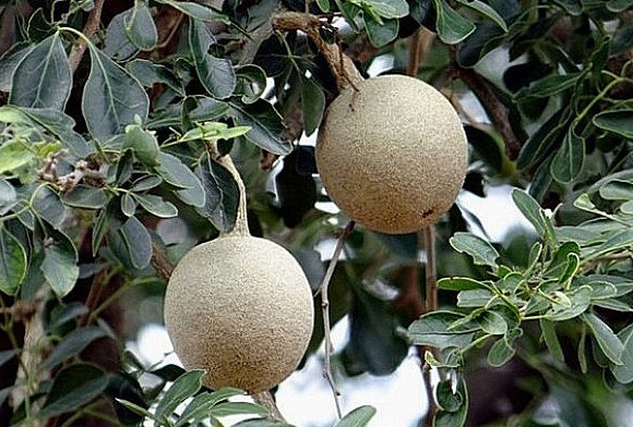 Дерев'яне яблуко (лат. Limonia acidissima)