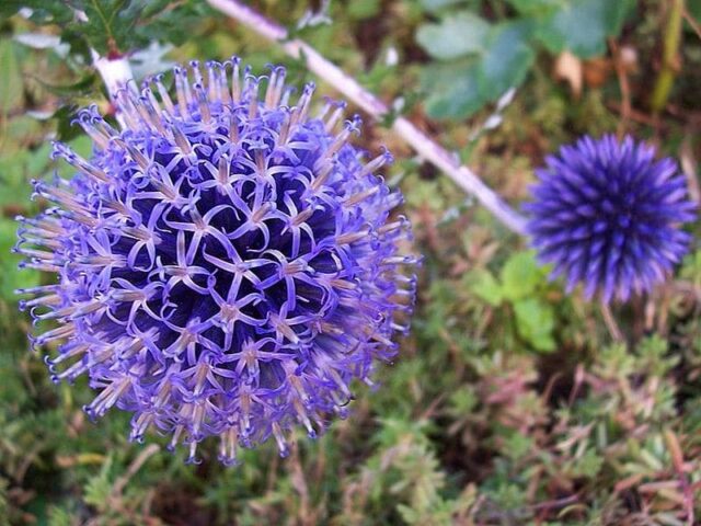 Головатень звичайний