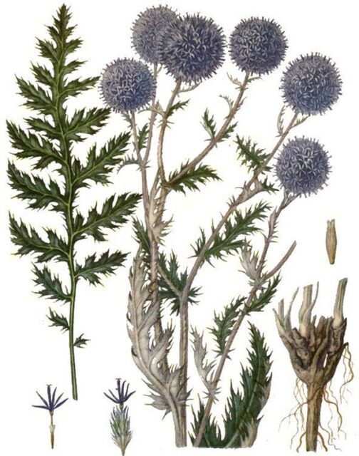 Головатень звичайний