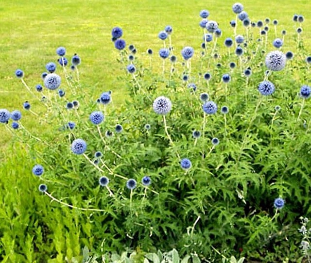 Головатень звичайний