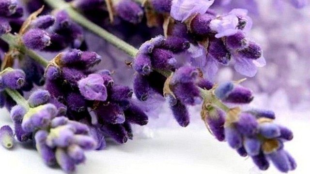 Лаванда вузьколиста