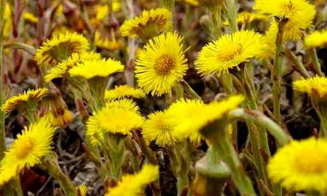 Мати-й-мачуха звичайна