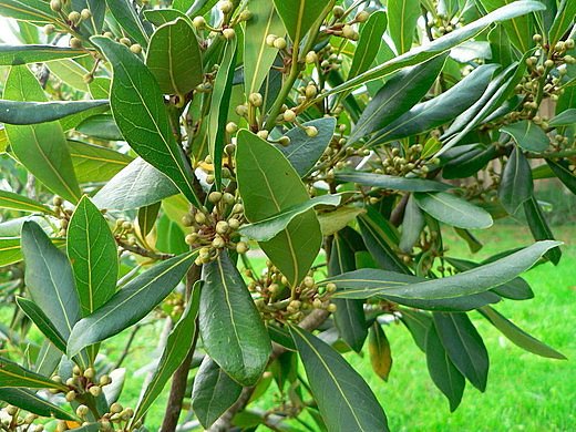 Лавр благородний