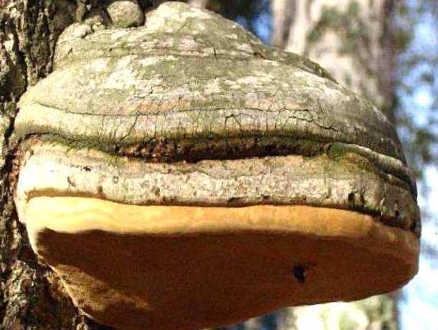 Чага або березовий гриб