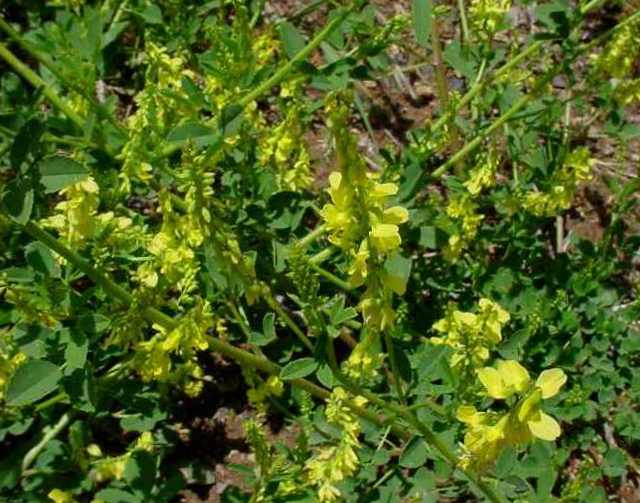 Буркун лікарський