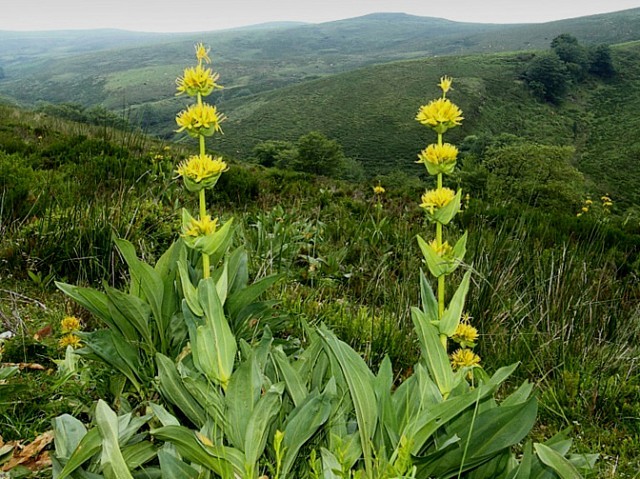 Тирлич жовтий