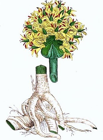 Тирлич жовтий