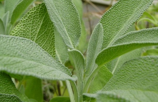 Шавлія лікарська