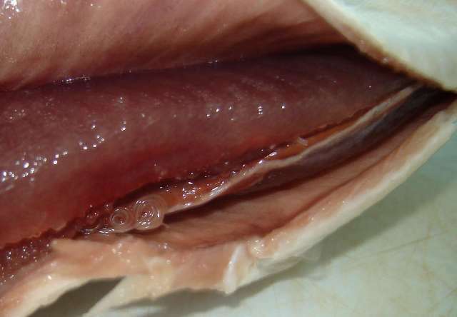 Спіральки в оселедці або Анізакіди