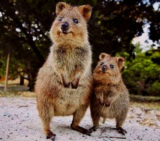 Квока (Setonix brachyurus)