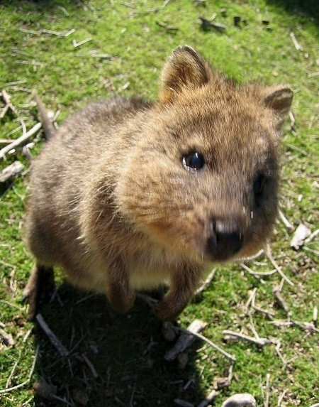 Квока (Setonix brachyurus)