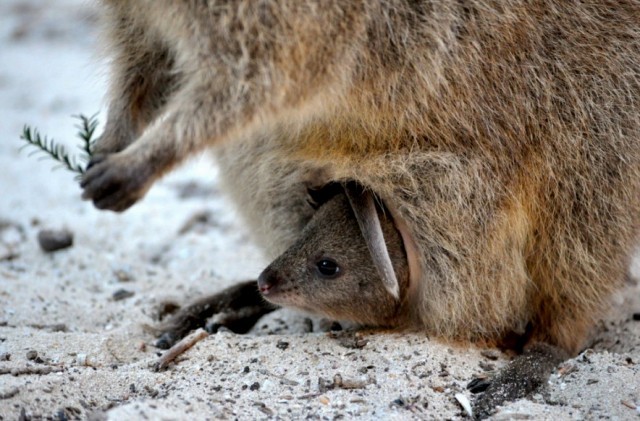 Квока (Setonix brachyurus)