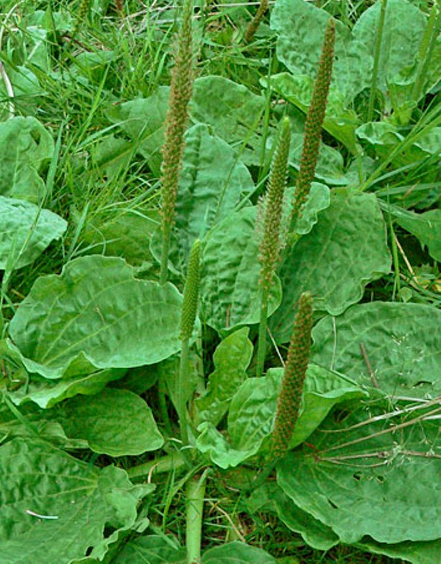 Подорожник