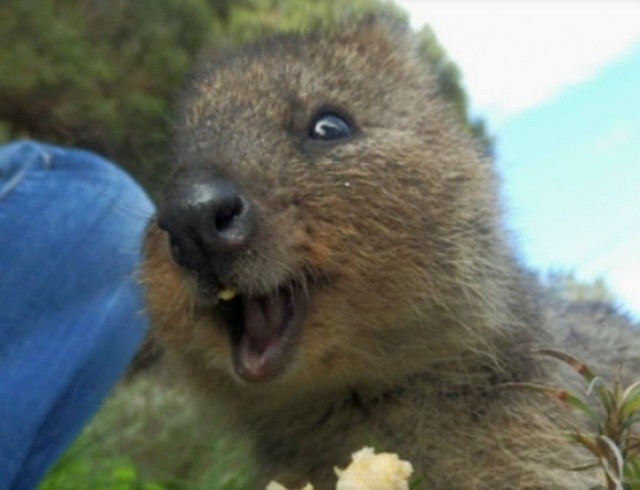 Квока (Setonix brachyurus)