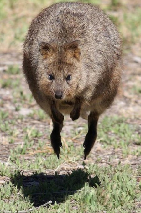 Квока (Setonix brachyurus)